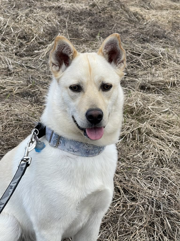 Nala, a Labrador Retriever and Chow Chow mix tested with EmbarkVet.com