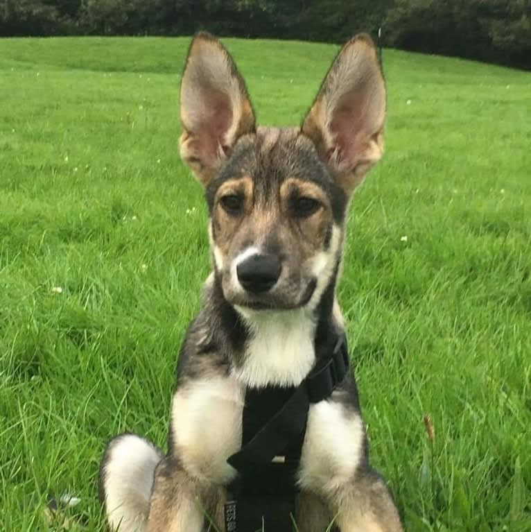 Koda, a German Shepherd Dog and Siberian Husky mix tested with EmbarkVet.com