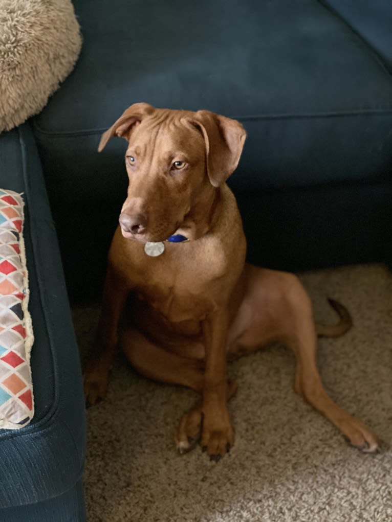 Cooper, a Doberman Pinscher and Boxer mix tested with EmbarkVet.com