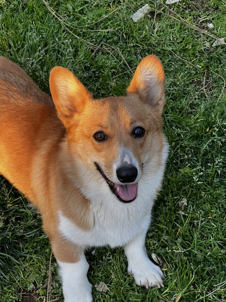 Amaya, a Pembroke Welsh Corgi tested with EmbarkVet.com