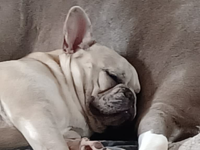 Stella Bean, or Butter Bean, a French Bulldog tested with EmbarkVet.com