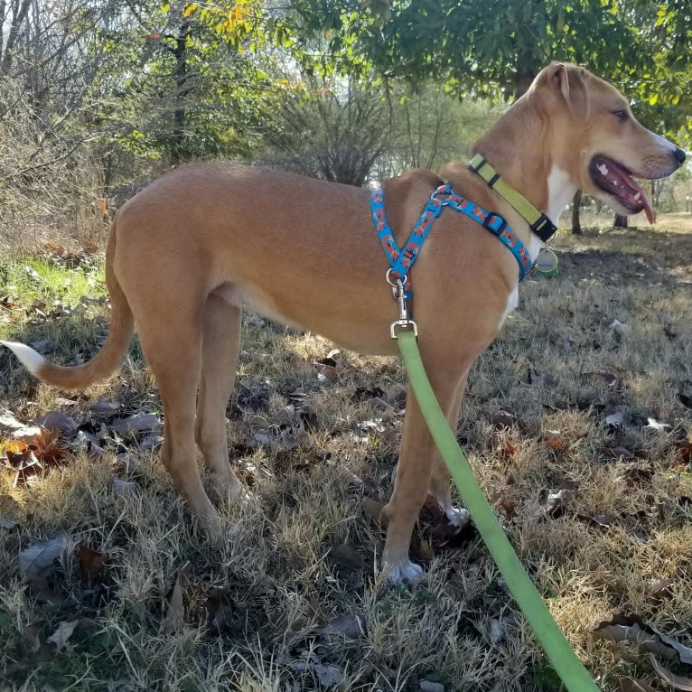 Naia, an American Pit Bull Terrier and Boxer mix tested with EmbarkVet.com