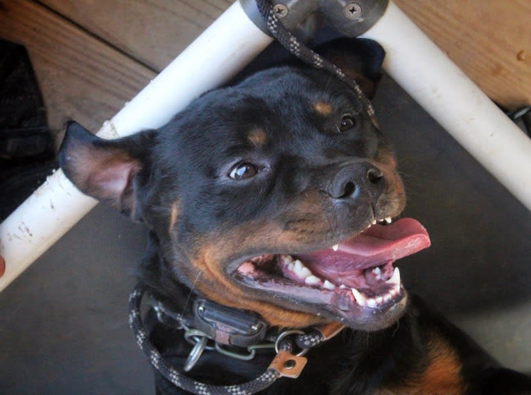 Sirius, a Rottweiler tested with EmbarkVet.com
