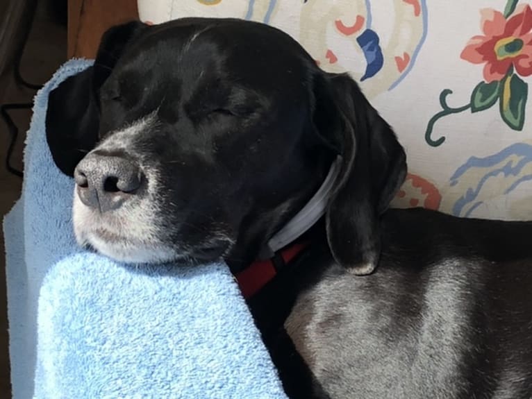 Finn, an Eastern European Village Dog and German Shorthaired Pointer mix tested with EmbarkVet.com