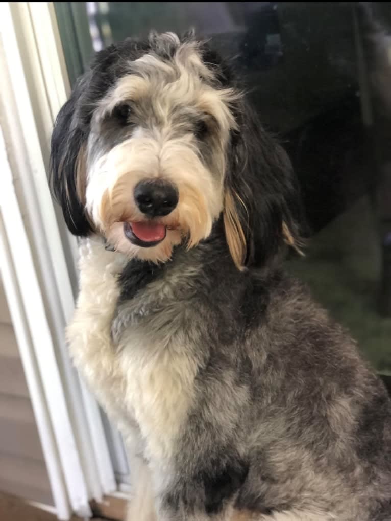 juno, a Bernedoodle tested with EmbarkVet.com