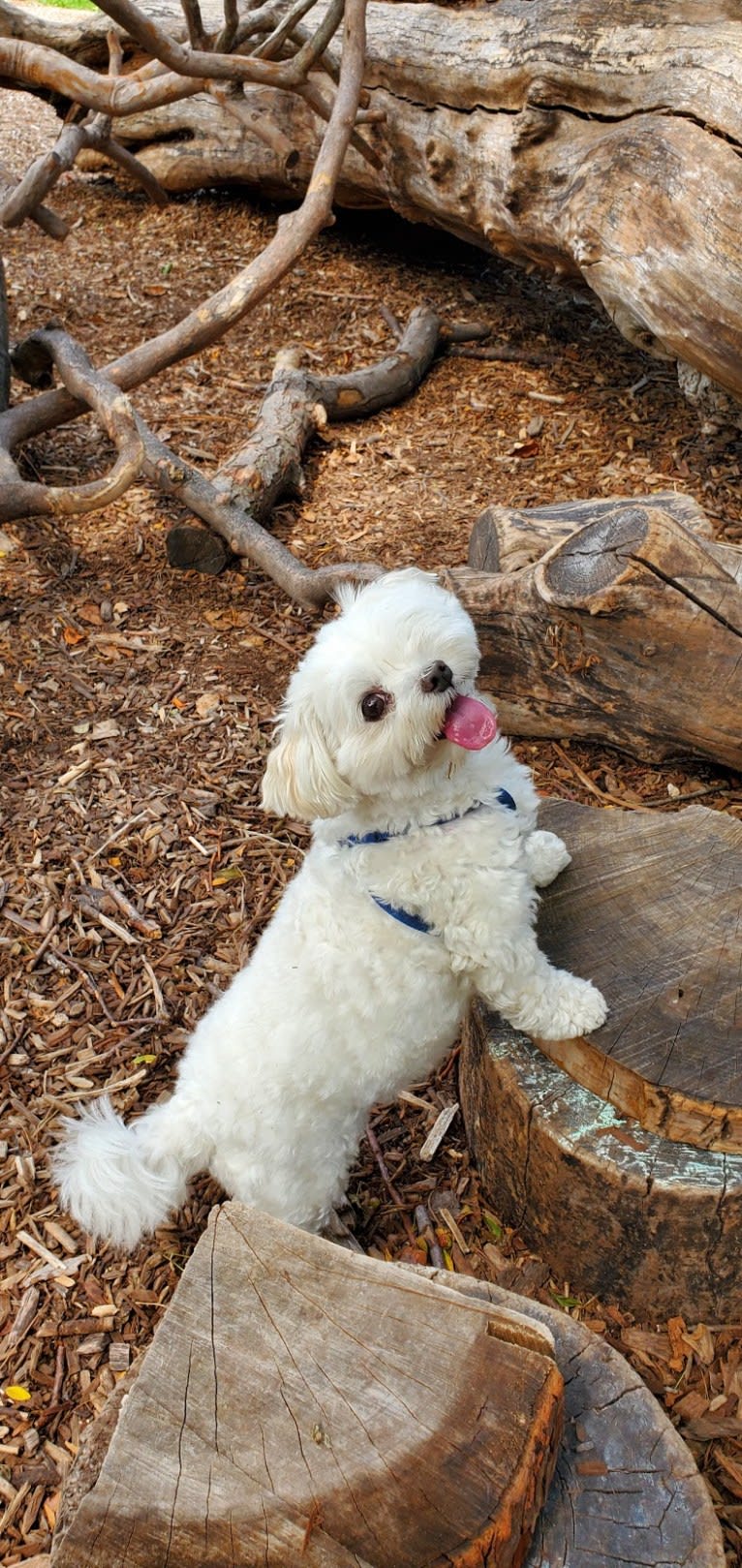 Franklin, a Maltese and Poodle (Small) mix tested with EmbarkVet.com