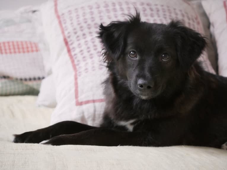 Lulu, an Eastern European Village Dog and Pekingese mix tested with EmbarkVet.com