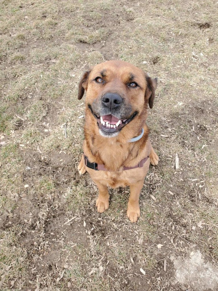 Dahlia (Dolly), an American Pit Bull Terrier and Australian Shepherd mix tested with EmbarkVet.com