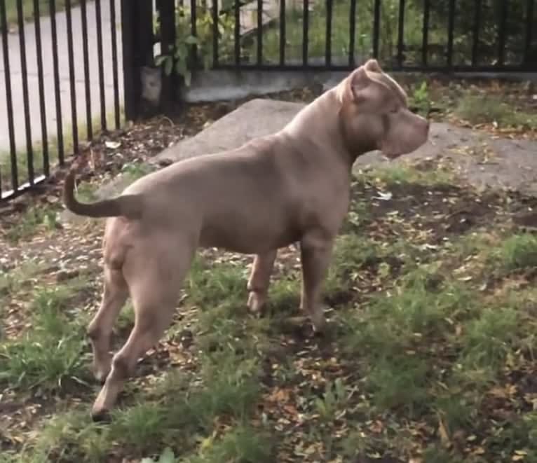 Teally, an American Bully tested with EmbarkVet.com