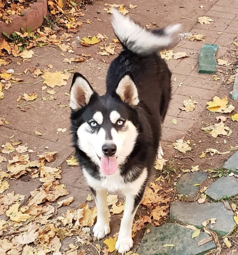 Jasmine, a Pomsky tested with EmbarkVet.com