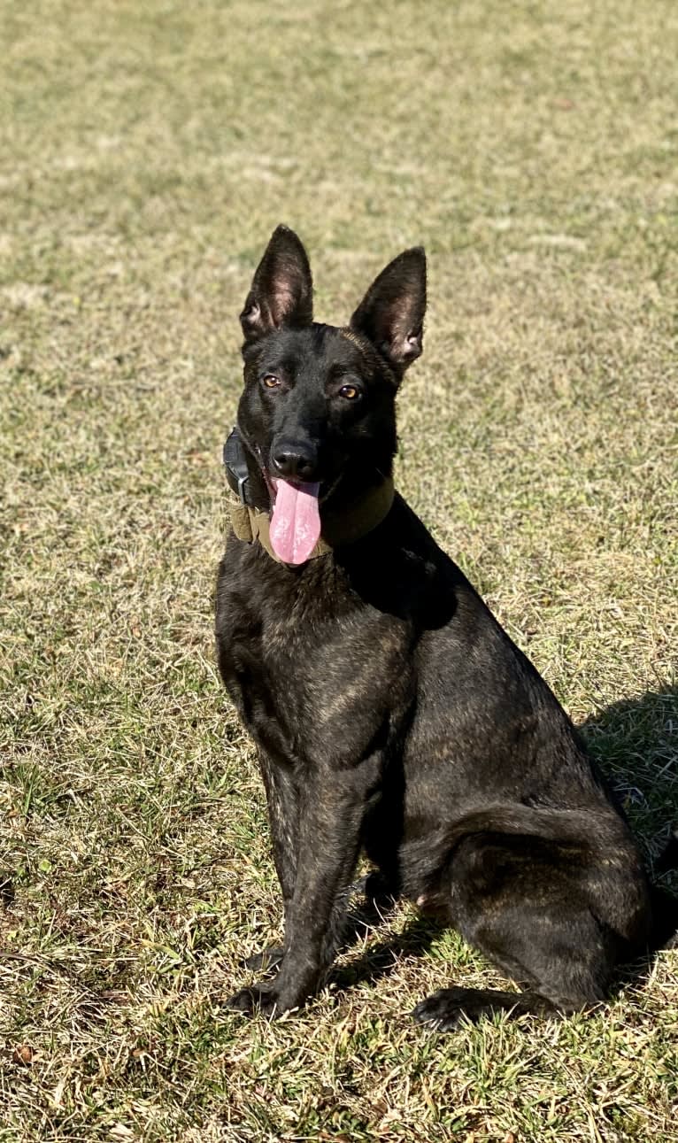 Favour, a Dutch Shepherd tested with EmbarkVet.com