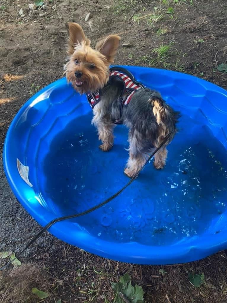 Oliver, a Silky Terrier tested with EmbarkVet.com