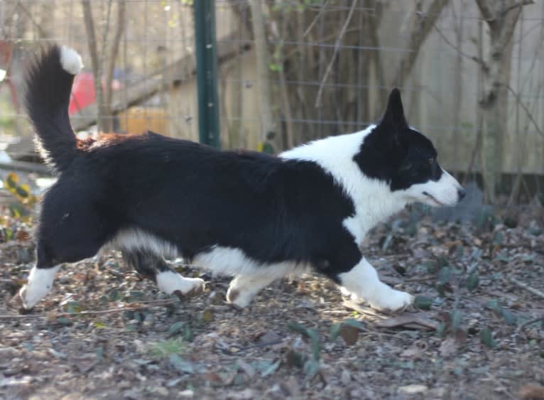 Creme De La Creme's Jägermeister, a Cardigan Welsh Corgi tested with EmbarkVet.com