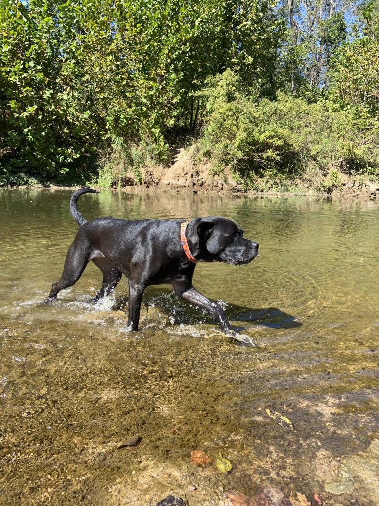 Zhala, a Cane Corso and American Pit Bull Terrier mix tested with EmbarkVet.com