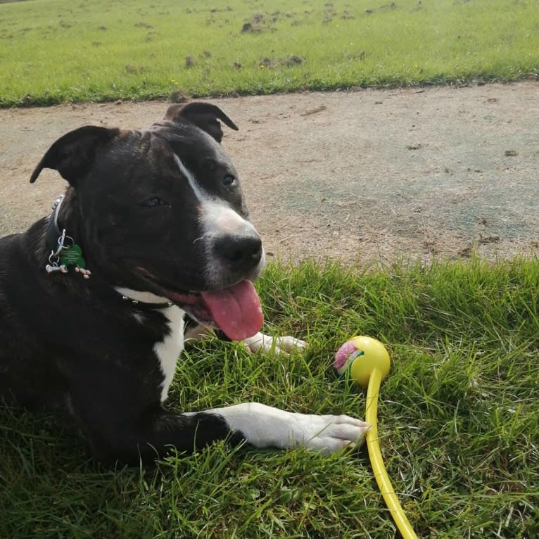 Loki, a Staffordshire Bull Terrier and American Pit Bull Terrier mix tested with EmbarkVet.com