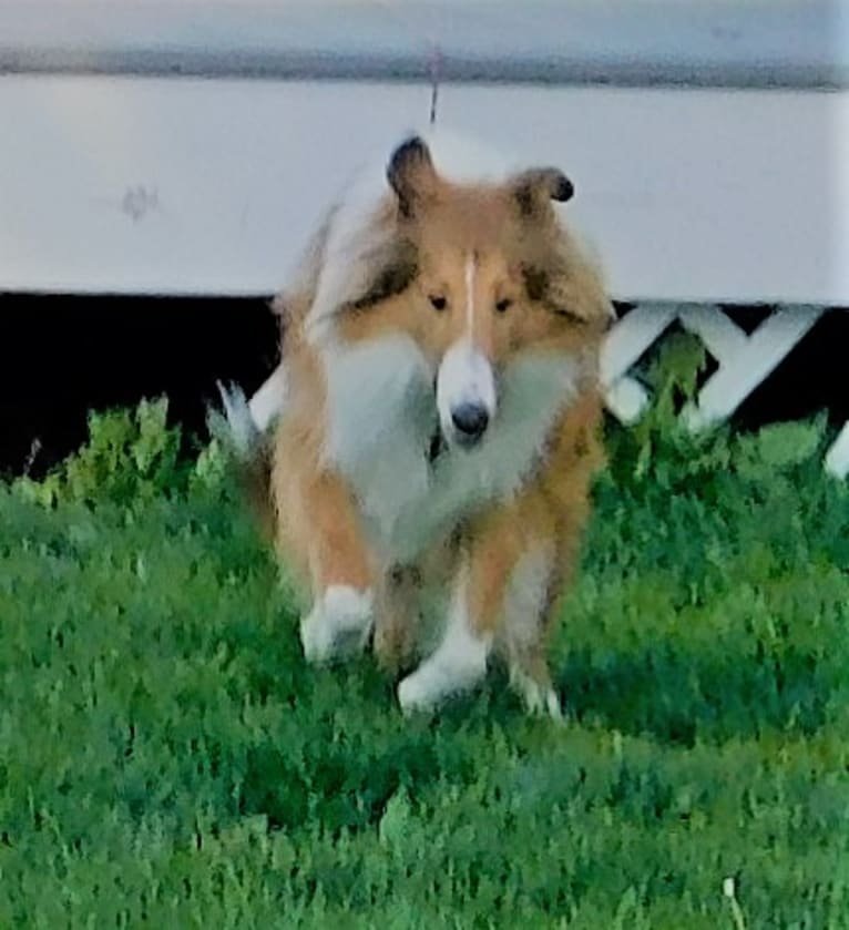 Pawsitively Paite, a Collie tested with EmbarkVet.com