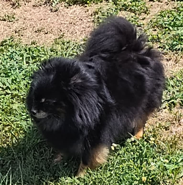 Bunny, a Pomeranian tested with EmbarkVet.com