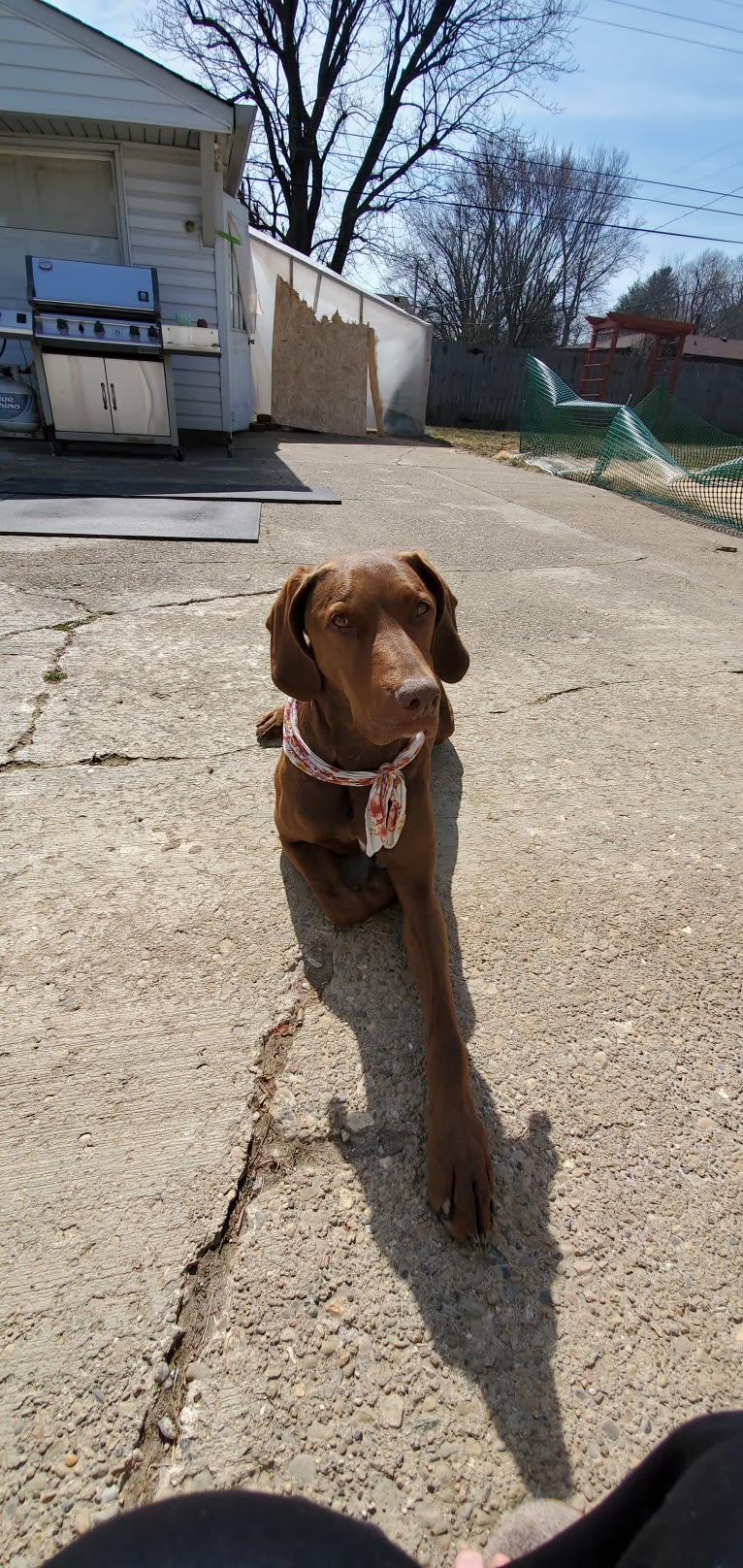 Dakota, a Chesapeake Bay Retriever and German Shorthaired Pointer mix tested with EmbarkVet.com