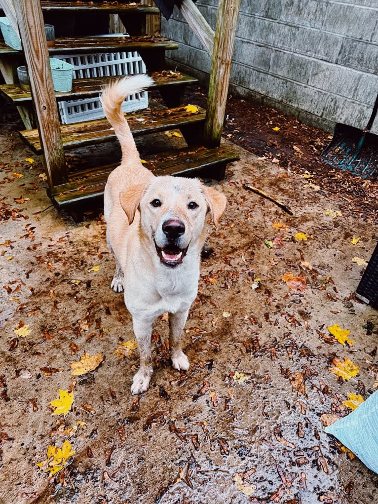 Buzz, a Labrador Retriever and Siberian Husky mix tested with EmbarkVet.com