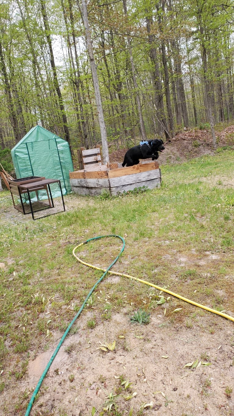 Chowder, a Siberian Husky and Labrador Retriever mix tested with EmbarkVet.com