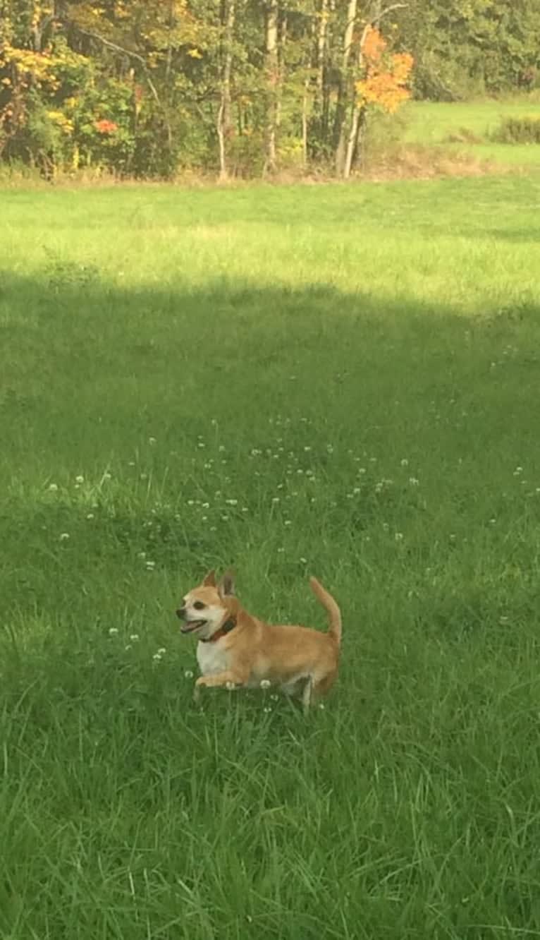 Frankie, a Chihuahua and Miniature Pinscher mix tested with EmbarkVet.com