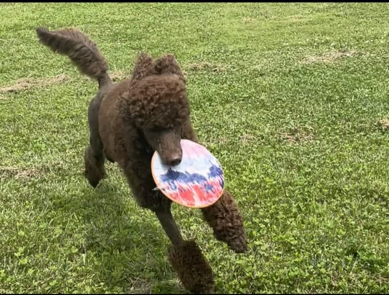 Remy Bass, a Poodle (Standard) tested with EmbarkVet.com