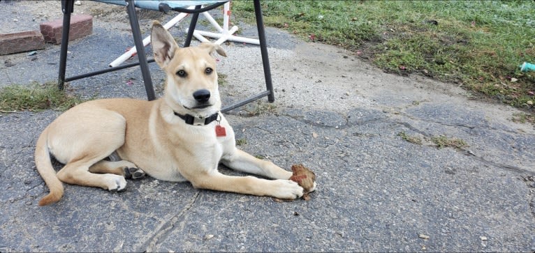 Bones, a Carolina Dog tested with EmbarkVet.com