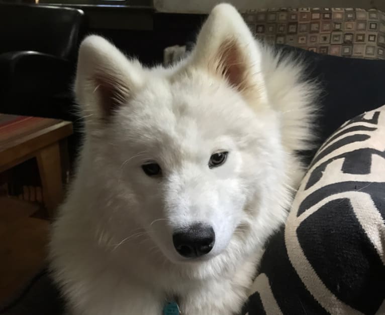 Letty, a Samoyed tested with EmbarkVet.com