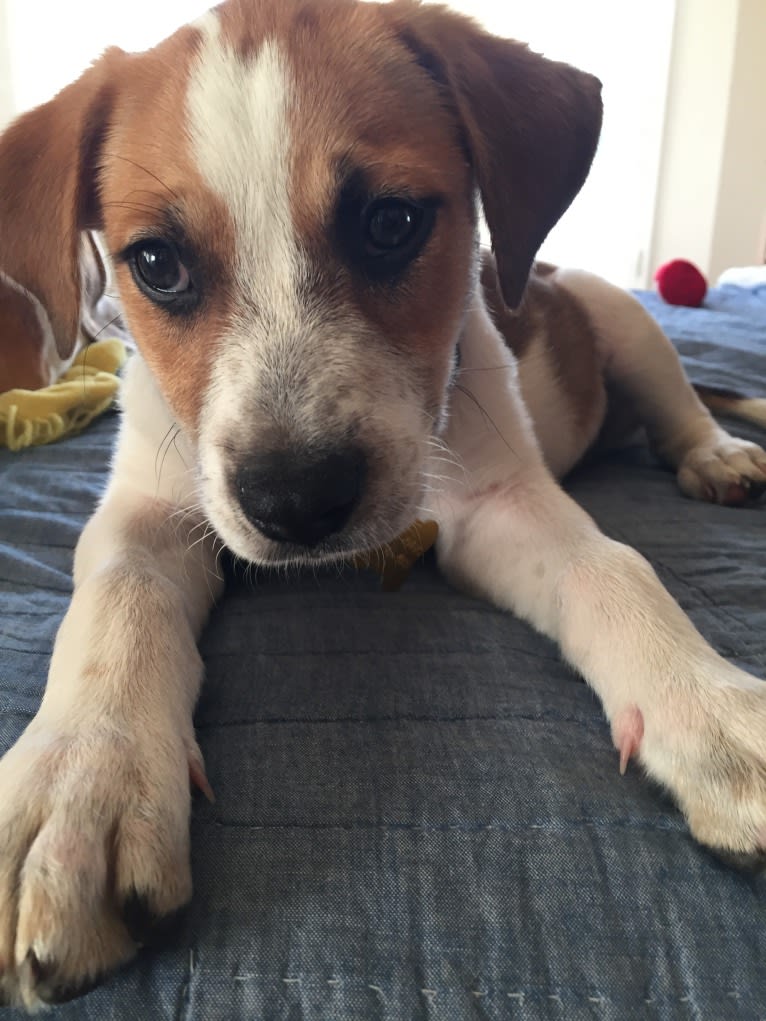 Canna, an American Pit Bull Terrier and Australian Cattle Dog mix tested with EmbarkVet.com