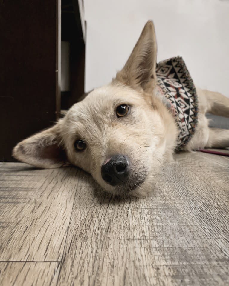 Petra, a Chihuahua and German Shepherd Dog mix tested with EmbarkVet.com