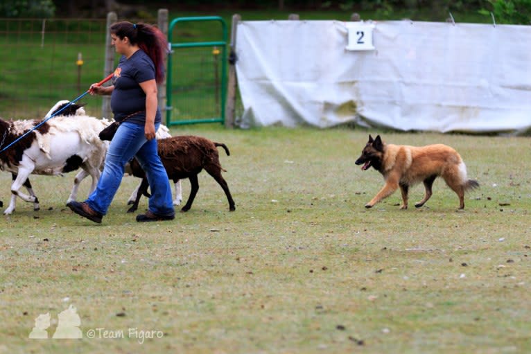 Tuarie, a Belgian Shepherd tested with EmbarkVet.com