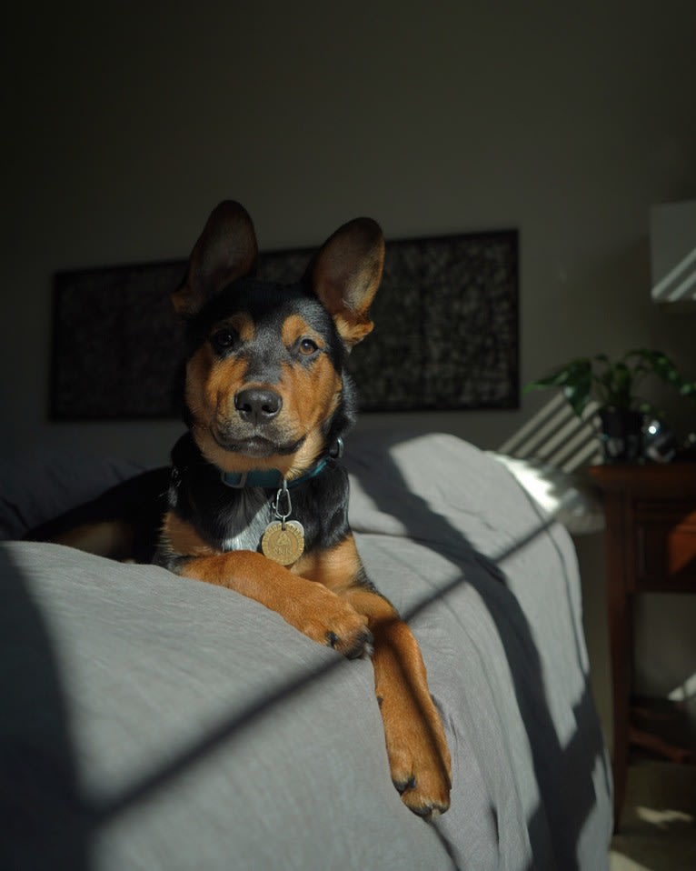 Gimli, an Australian Cattle Dog and Rottweiler mix tested with EmbarkVet.com