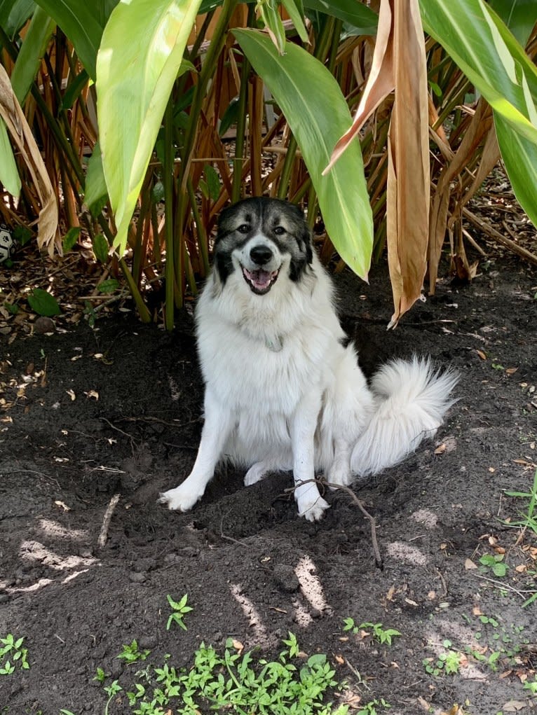 Bodhi, a Great Pyrenees (4.8% unresolved) tested with EmbarkVet.com