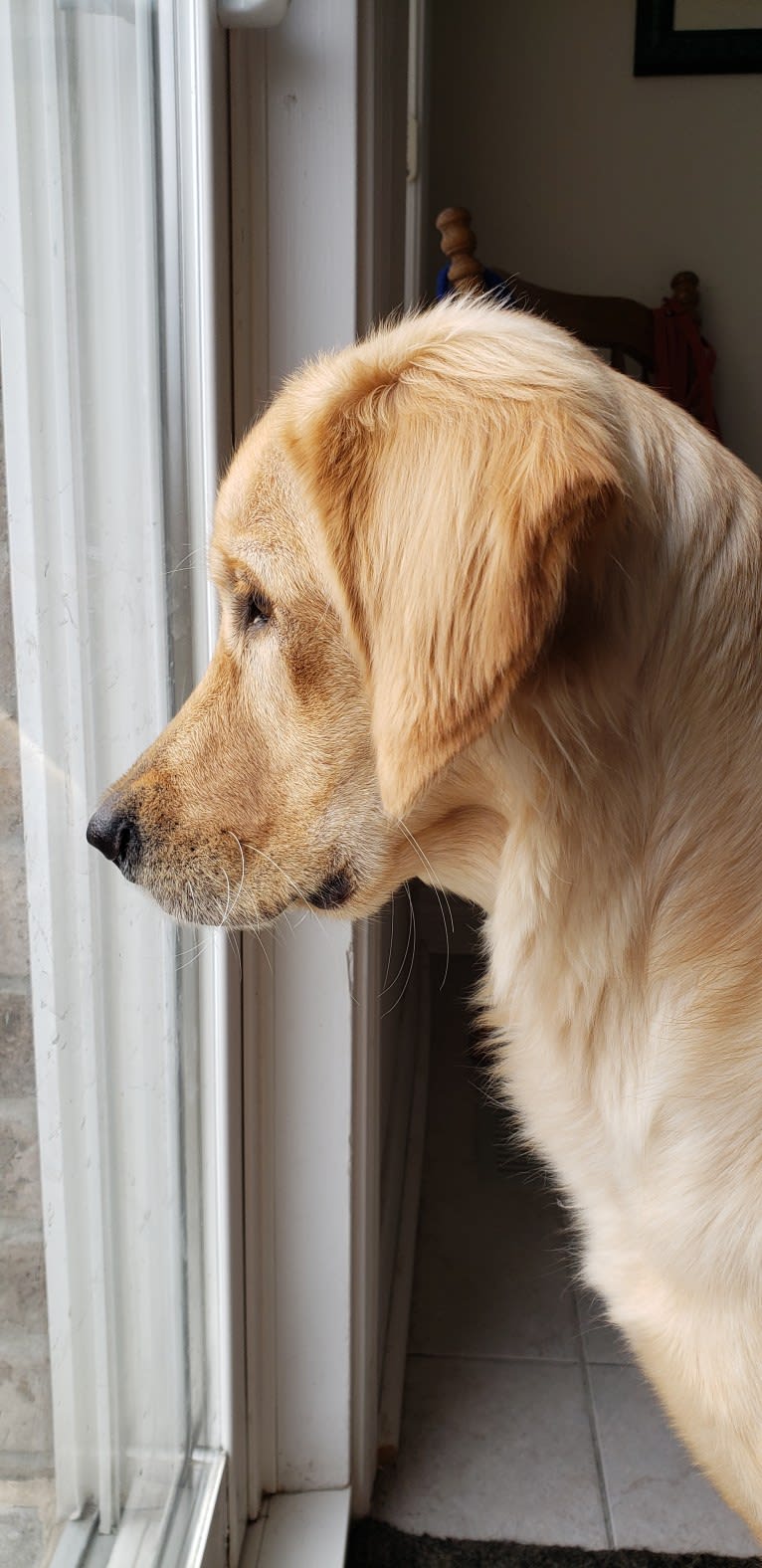 Fauna, a Golden Retriever (7.8% unresolved) tested with EmbarkVet.com