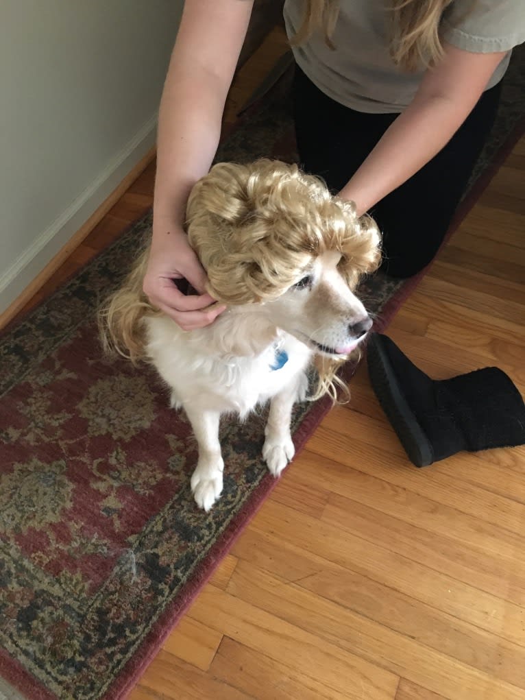 Photo of Buddy, a Shih Tzu, Cocker Spaniel, Poodle (Small), Pomeranian, and Mixed mix in Virginia, USA