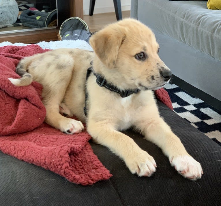 Louise, a Great Pyrenees and American Pit Bull Terrier mix tested with EmbarkVet.com