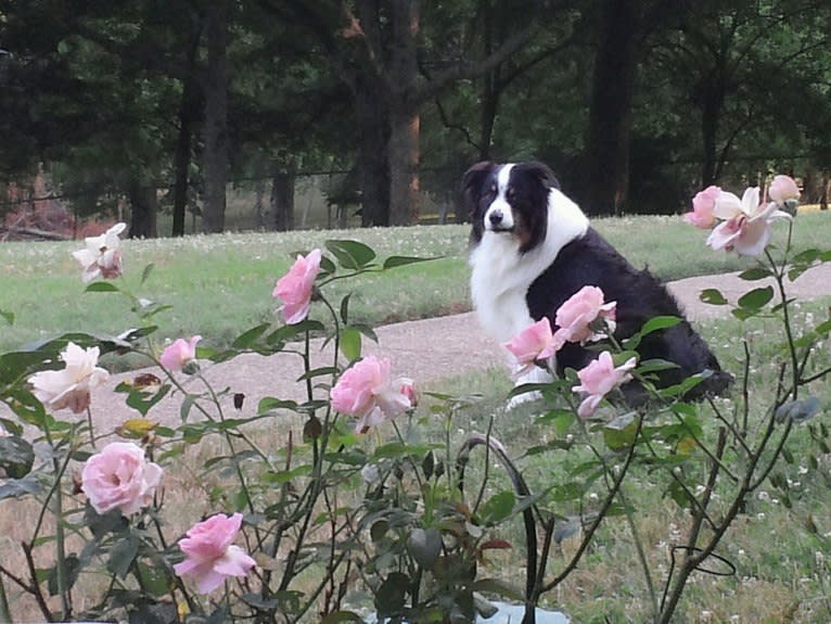 Tucker, an Australian Shepherd tested with EmbarkVet.com