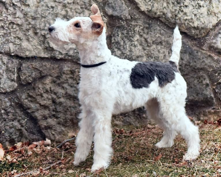 Django, a Wire Fox Terrier tested with EmbarkVet.com