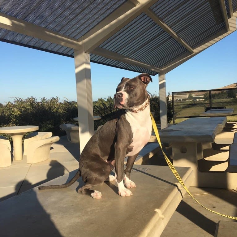 MaSiWei, an American Bully tested with EmbarkVet.com