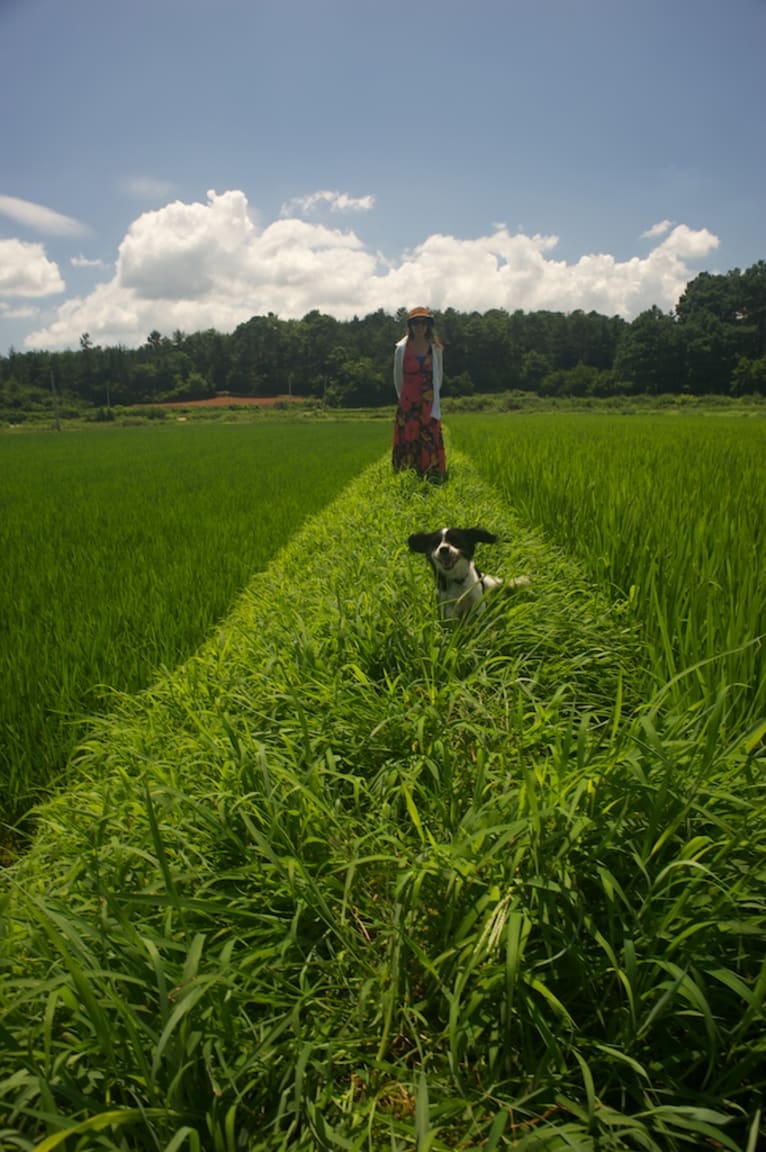 순이, a Cocker Spaniel and Miniature Pinscher mix tested with EmbarkVet.com