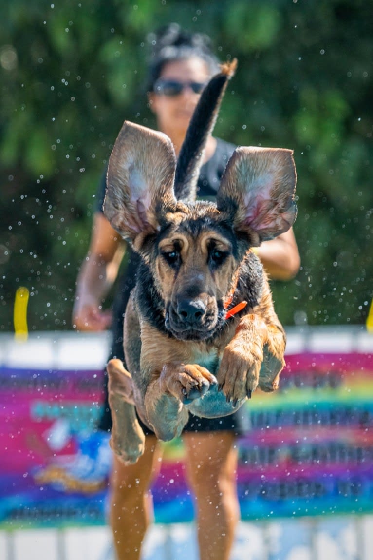 Banjo, a Bloodhound tested with EmbarkVet.com