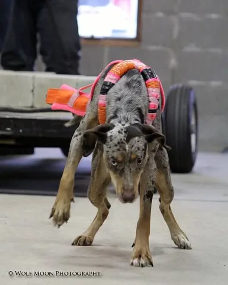 Drama, a Catahoula Leopard Dog tested with EmbarkVet.com