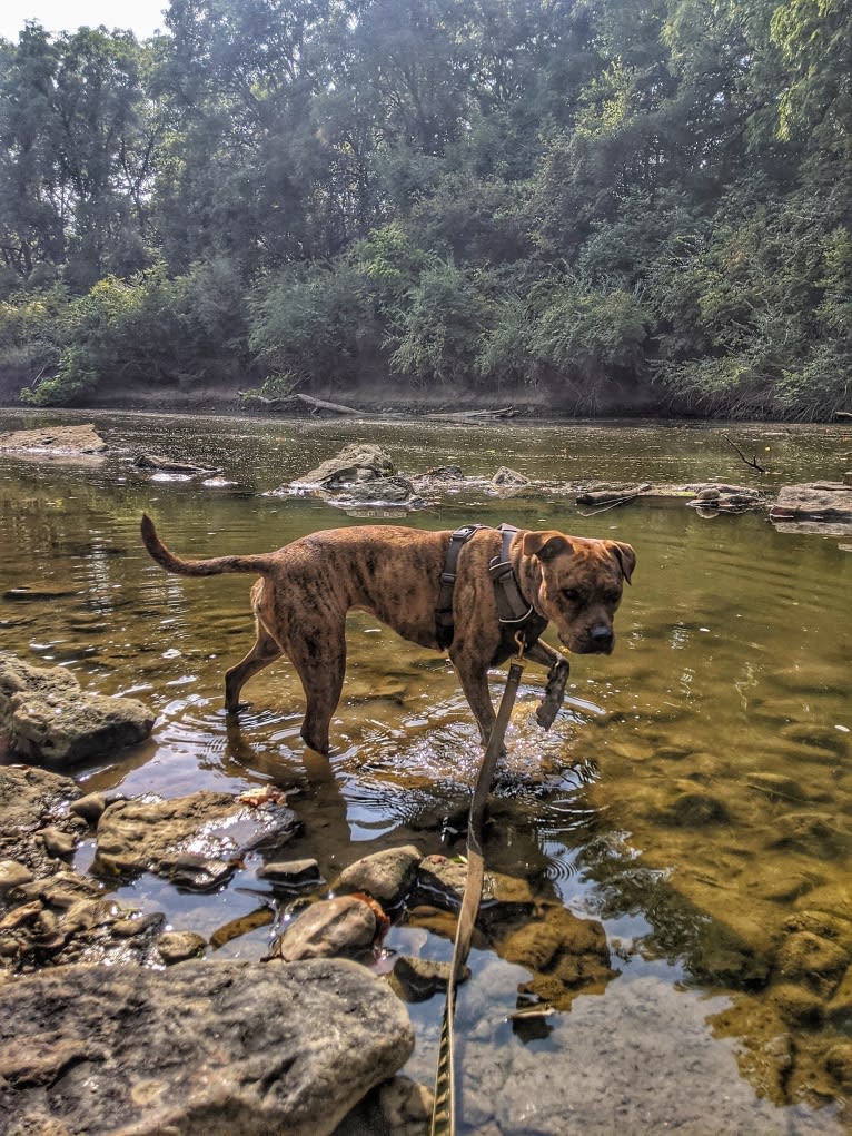 Winona, an American Pit Bull Terrier and Rottweiler mix tested with EmbarkVet.com