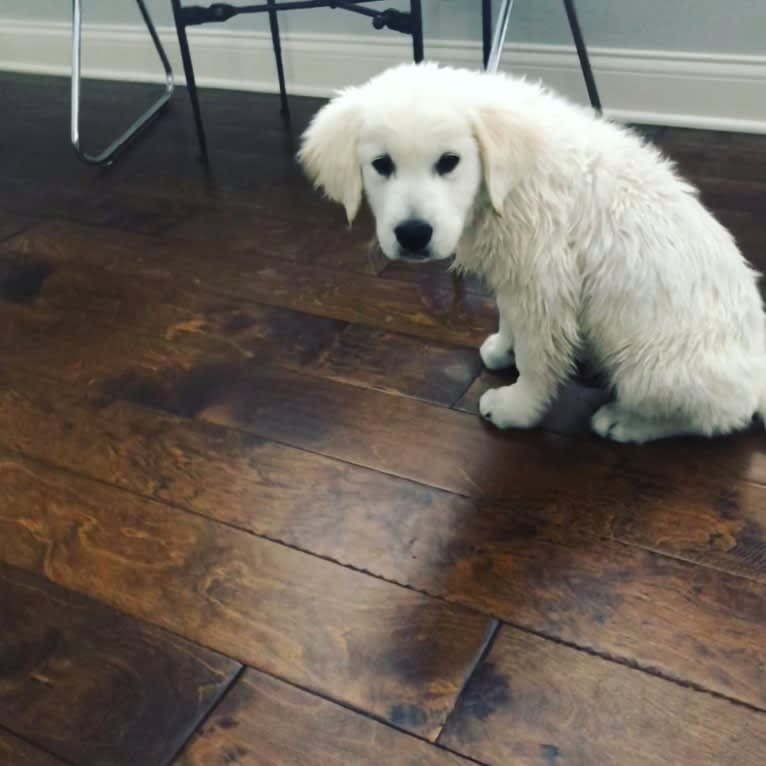 Hudson Gene Dement, a Golden Retriever tested with EmbarkVet.com