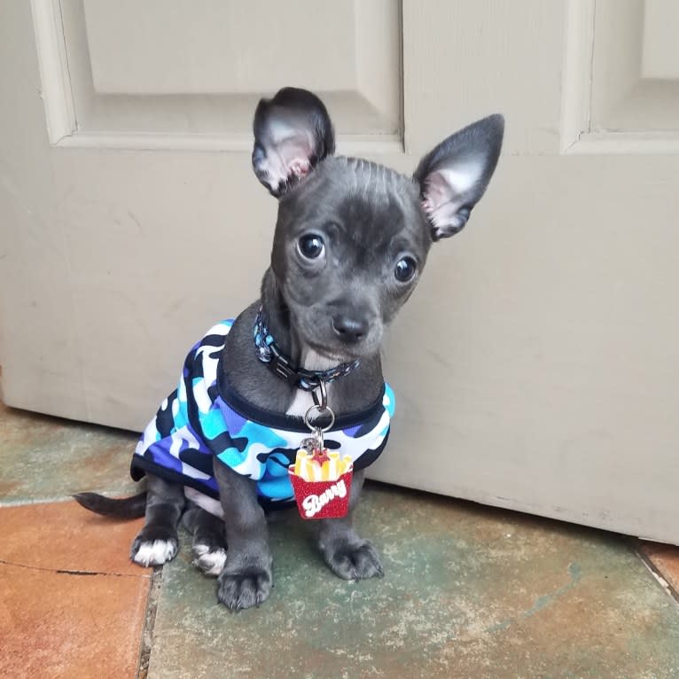 Barry, a Chihuahua and Poodle (Small) mix tested with EmbarkVet.com