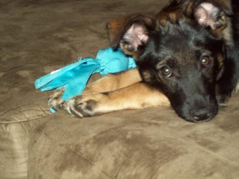 Brutus, a Norwegian Elkhound and Australian Cattle Dog mix tested with EmbarkVet.com