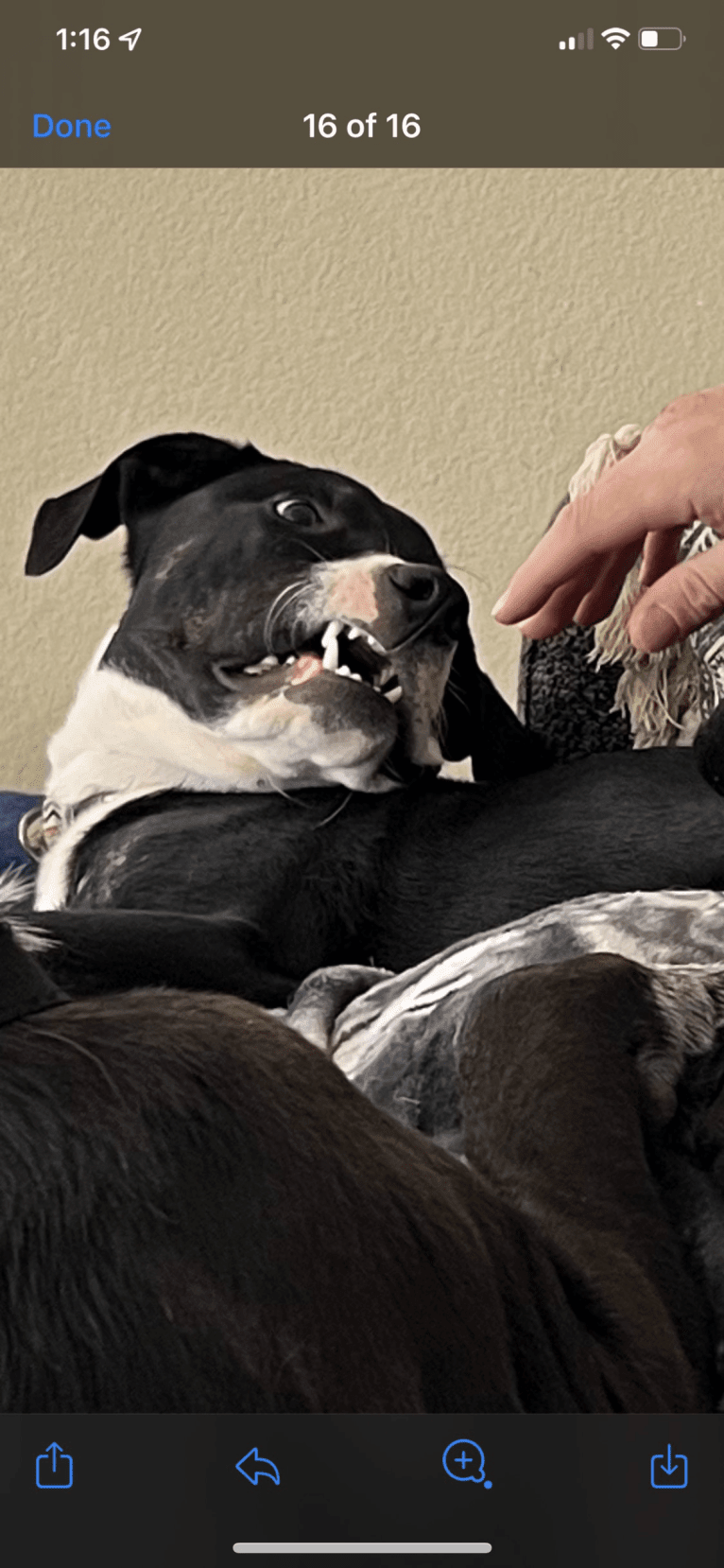 Ernie, an American Pit Bull Terrier and German Shepherd Dog mix tested with EmbarkVet.com