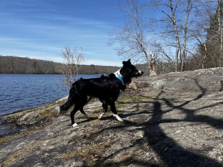 DDF Arlo, a Border Collie tested with EmbarkVet.com
