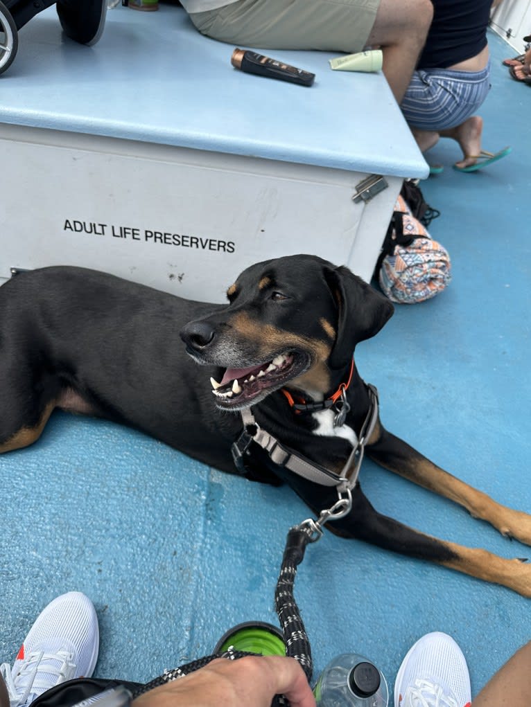 Andy, a Treeing Walker Coonhound and Redbone Coonhound mix tested with EmbarkVet.com