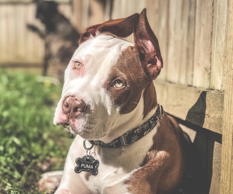 Puma, an American Pit Bull Terrier and American Staffordshire Terrier mix tested with EmbarkVet.com